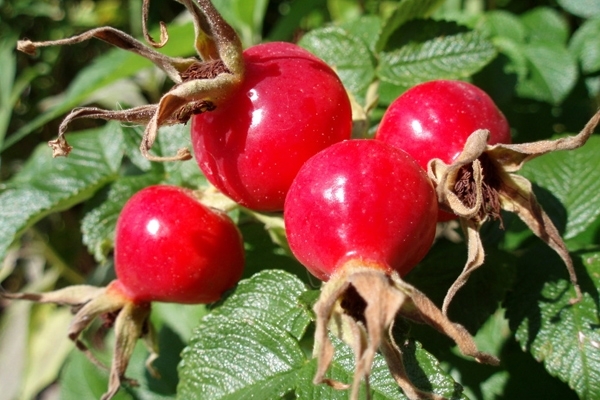 Rosehip extract use in treating Breast },{Rosehip extract use in treating Breast 