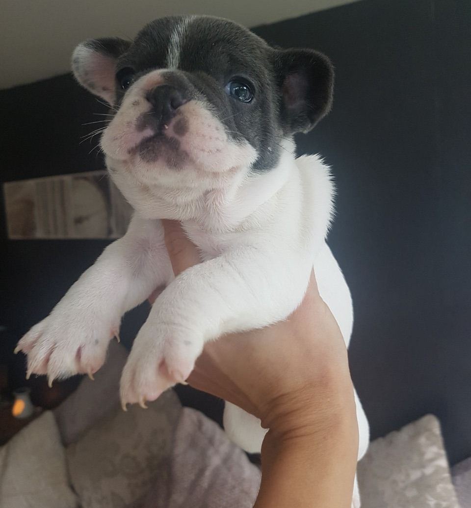 AKC French Bulldog...