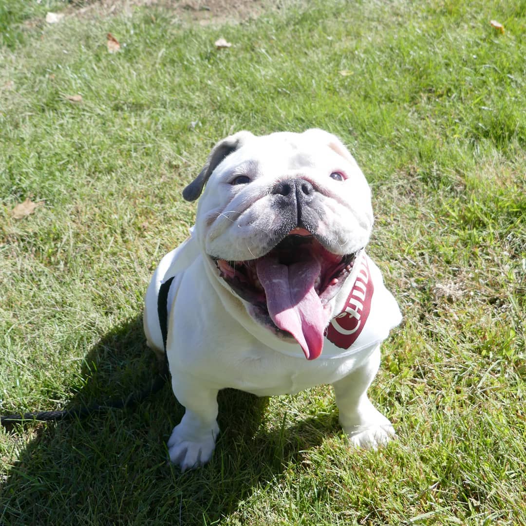 Akc REGISTERED  White English Bulldog