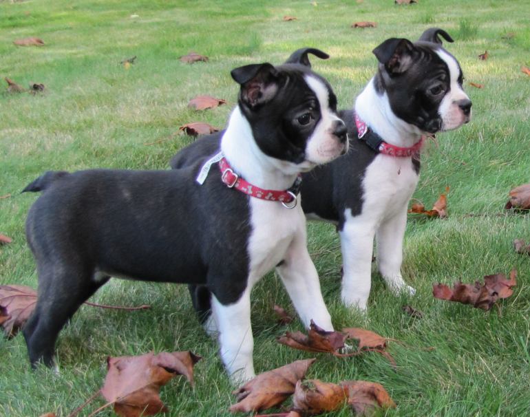 Beautiful Boston Terrier puppies looking for new h Beautiful Boston Terrier puppies looking for new h