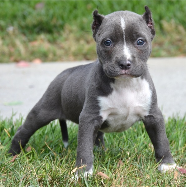 Marvelous Pitbull Puppies for sale