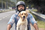 Rakshit Shetty 777 Charlie movie review, 777 Charlie movie rating, 777 charlie movie review rating story cast and crew, 777 charlie review