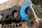 Coronavirus lockdown, Mexico, animals abandoned during coronavirus lockdown are rescued by a zoo in mexico, Plight