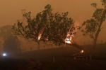 forest land, forest land, australia fires warnings of huge blazes ahead despite raining, Food bank