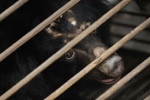 Tan Re Qing, bear bile, bear bile touted as a potent coronavirus treatment by china, South east asia
