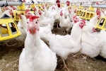 Bird flu new updates, Bird flu 2024, bird flu outbreak in the usa triggers doubts, Dairy