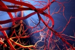 Blood Vessels Stretch experts, Blood Vessels Stretch experts, how far can blood vessels stretch if laid out end to end, Sachin