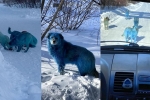 blue dogs, blue dogs, bright blue stray dogs found in russia, Prank