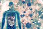lungs, coronavirus, covid 19 can affect almost all organs experts at aiims, Cardiology