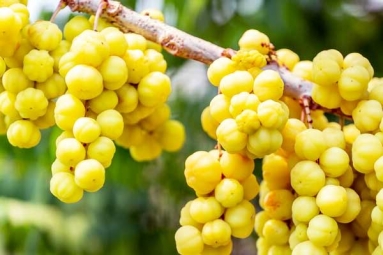 Ten health benefits of consuming Amla Ten health benefits of consuming Amla