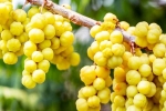 Amla, Consuming Amla, ten health benefits of consuming amla, Galli