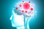virus, brain organoids, coronavirus is capable of affecting the brain study, The nose