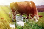 Cow Milk Consumption, Cow Milk advantages, ten health benefits of consuming cow milk, Older people