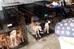 South Korea, Dog Meat South Korea updates, consuming dog meat is a right of consumer choice, Dog meat south korea