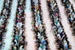 Indian expat, dubai, dubai based charity pct humanity run by indian expat enters guinness world records for holding longest iftar, Iftar