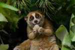 Animal, Animal, cute but deadly the critically endangered slow lorises, Red list