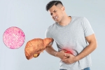 Fatty Liver news, Fatty Liver health, fatty liver can be reversed in just one month, Liver