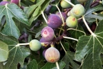 Figs updates, Figs news, are figs really vegetarian or non vegetarian, Turkey
