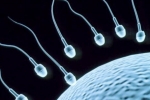 Super Foods To Improve Sperm Count, Foods To Improve Sperm Count, 8 super foods to improve sperm count, Male fertility