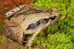 Frog Mucus Kills Flu Virus, South Indian Frog Mucus Kills Flu Virus, south indian frog mucus kills flu virus, Vistara