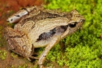 Frog Mucus Kills H1 Flu Virus, South Indian Frog Mucus Kills H1 Flu Virus, south indian frog mucus kills flu virus, Fungal pesticides