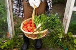 Fruits, Fruits and Veggies, fruits and veggies that are easy to grow at home, Mangoes