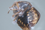 Fungal Pesticides Offer Alternative To Traditional Chemicals, biopesticides, fungal pesticides offer alternative to traditional chemicals, Fungal pesticides