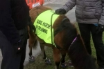 guide, Patel, indian origin man with eye condition to get guide horse in uk, North west