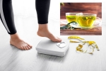 Green Tea for Weight loss breaking news, Green Tea for Weight loss news, can consuming green tea really help in weight loss, Skin care Green Tea for Weight loss breaking news, Green Tea for Weight loss news, can consuming green tea really help in weight loss, Skin care