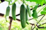 Cucumber latest breaking, Cucumber for health, hack to grow cucumber is going viral for all the right reasons, Rape