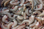 Shrimp, Indian shrimp in US, indian shrimp faces threat of ban in u s, Al hilal