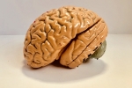 IBA 100, Brains, indians have smaller brains a study revealed, Mri scans