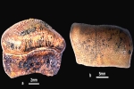 Hybodont Sharks rare findings, Hybodont Sharks news, new species of jurassic age hybodont shark discovered in rajasthan, Bajpai