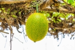Snake Venom harmful, Snake Venom, this miraculous plant can neutralise snake venom in minutes, Pio