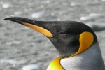 nitrous oxide, Danish researchers, laughing gas released from penguins poop causes a ruckusto the environment, South georgia
