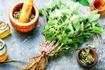 Lemon Balm research, Lemon Balm recipes, all about lemon balm and its health benefits, Holistic health