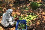 Mango Growers, Export, nipah effect mango growers in karnataka faces tough time in export, Nipah virus