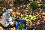 Nipah Effect, Karnataka, nipah effect mango growers in karnataka faces tough time in export, Nipah effect