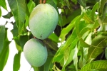 mango leaves uses for hair, mango leaves, mango leaves seeds helps in reducing blood sugar and diabetes here s how, Mangoes