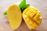 mangoes, tasty mangoes, mouth watering mangoes may contain cancer causing chemicals, Eye damage
