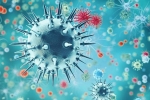 China, coronavirus, a new virus discovered in china is another pandemic on the way, Swine flu China, coronavirus, a new virus discovered in china is another pandemic on the way, Swine flu