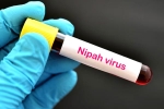 Nipah Virus - Kerala, Nipah Virus new case, nipah virus is back again two deaths registered, Nipah virus