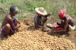 potato yield per acre, potato farming process, pepsico case potato farmers in gujarat seek compensation for harassment, Pepsico