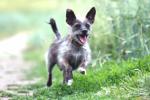 pets, pet insurance, pet insurance for compassionate buddies, Pet insurance