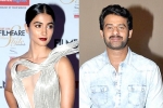 Pooja Hegde next movie, Pooja Hegde latest, pooja hegde all set to romance prabhas, Duvvada jagannadham Pooja Hegde next movie, Pooja Hegde latest, pooja hegde all set to romance prabhas, Duvvada jagannadham