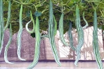 Snake Gourd new updates, Snake Gourd new updates, advantages of eating snake gourd, Vitamin b3