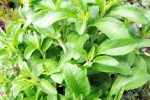 Stevia breaking updates, Stevia, is consuming stevia bad for blood sugar levels, Maintain pr