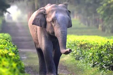 Tamed Elephants in India to get Unique Identification Numbers like Aadhar