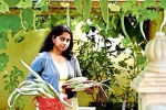 jyothy in farming, jyothy, this nri in qatar keen on farming is going green, B m kutty