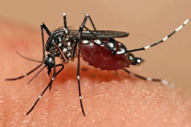 Weather Influences Threat By Mosquitoes In Georgia